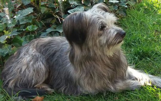 Lilli im Garten Lilli im Garten